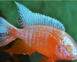 Aulonocara Ice Blue Albin 7-8