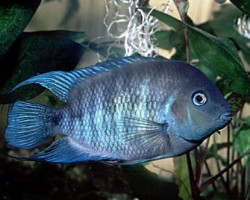 Cichlasoma/Archocentrus Spilurum 4-5Cm