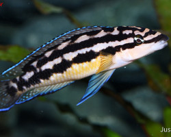Julidochromis Transctripus Kissi 3
