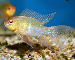 Mikrogeophagus Ramirezi Gold L.Fin (3,5-4)L