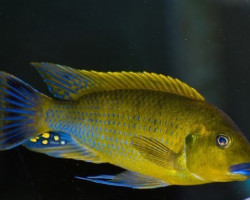 Pseudotropheus Williamsi Blue Lips 3-3,5Cm
