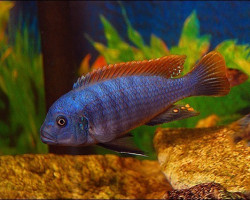 Pseudotropheus/Maylandia Greshakei 5-7Cm