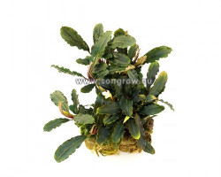 Bucephalandra Deep Purple