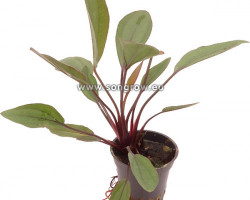 Echinodorus Adlandsberg