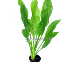 Echinodorus Amazonicus (Syn: E. Grisebachii Amazonicus)