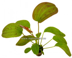 Echinodorus Felix
