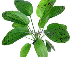 Echinodorus Ozelot Green