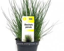 Eleocharis Parvula (Vroeger: E. Acicularis)