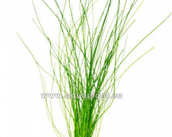 Eleocharis Species
