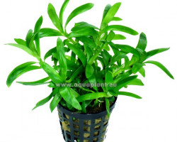 Heteranthera Zosterifolia