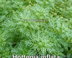 Hottonia Inflata