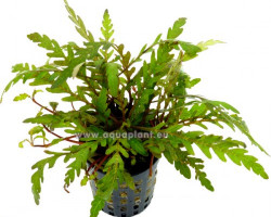 Hygrophila Pinnatifida