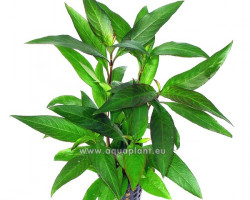 Hygrophila Siamensis