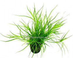 Juncus Repens