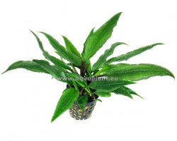 Lagenandra Thwaitesii