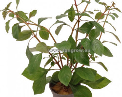 Ludwigia Sp. 'Mesacana'