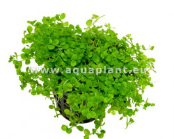 Micranthemum Monte Carlo