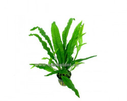 Microsorum Minor (Thin Leaves)