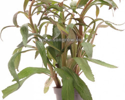 Pogestemon Stellatus 'Broad Leaf Red'