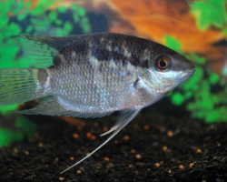 Mesonauta Festivus S