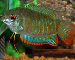 Trichogaster Fasciata L