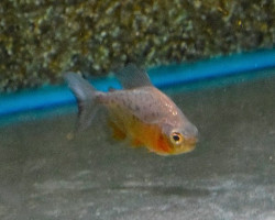 Piaractus Brachypomus L