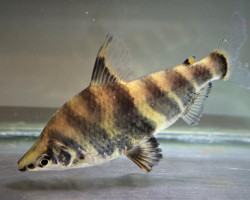 Abramites Hypselonotus Xl
