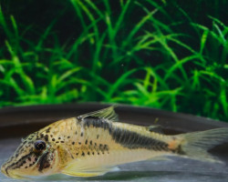 Corydoras Fowleri Xl