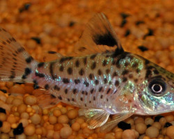 Corydoras Leucomelas M