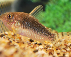 Corydoras (Hoplisoma) Gossei S/M