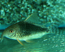 Corydoras Gossei M