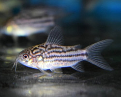 Corydoras Napoensis L