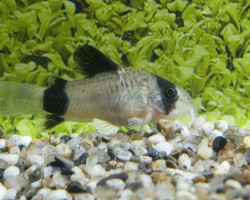 Corydoras Panda M/L