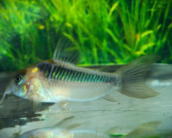 Corydoras Rabauti Xl