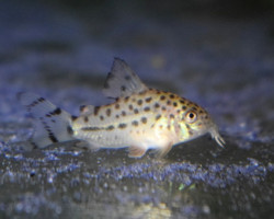 Corydoras Knaacki M