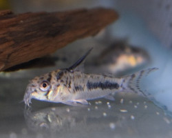 Corydoras Sipaliwini M