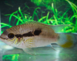 Laetacara Thayeri M/L