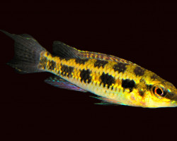 Dicrossus Filamentosus Colombia L