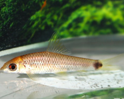 Crossocheilus Reticulatus Gold S