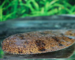 Brachiris Selheimi M