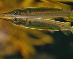 Dermogenys Pusilla L