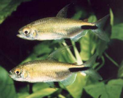 Brycinus Longipinnis L