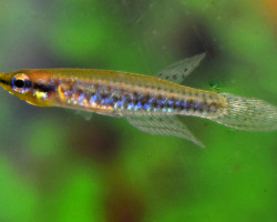 Epiplatys Duboisi M