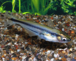 Pareutropius Debauwi L