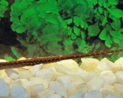 Farlowella Platorynchus Xl