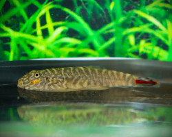 Gastromyzon Sahiratus M