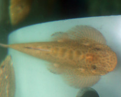 Pseudogastromyzon Laticeps M