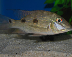 Satanoperca Daemon S