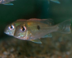 Geophagus Sveni M/L