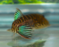 Gastromyzon Sp. Blue Zebra M